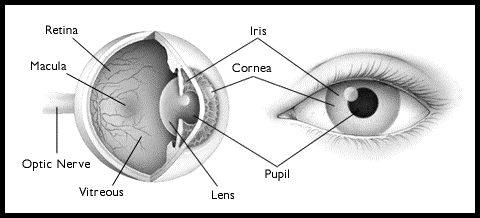 oculos2_1.gif (17335 bytes)