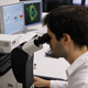 Biotecnologia - Em microscpio confocal a laser, pesquisador observa corte transversal de cana-de-acar para analisar a parede celular e a presena de lignina